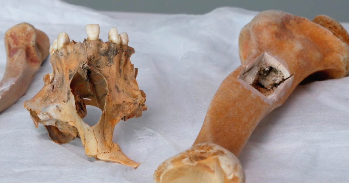 Skeletal remains found at Jersey Shore identified as 19th century boat captain